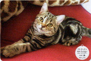 Chacha - 1